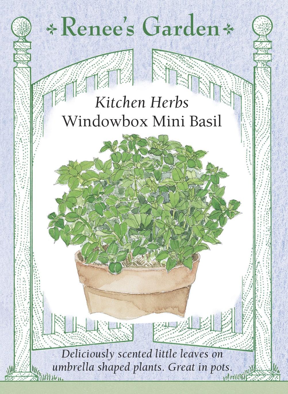 Herb, Ocimum Basilicum, Assorted Basil - View 39 from www redcrocus com