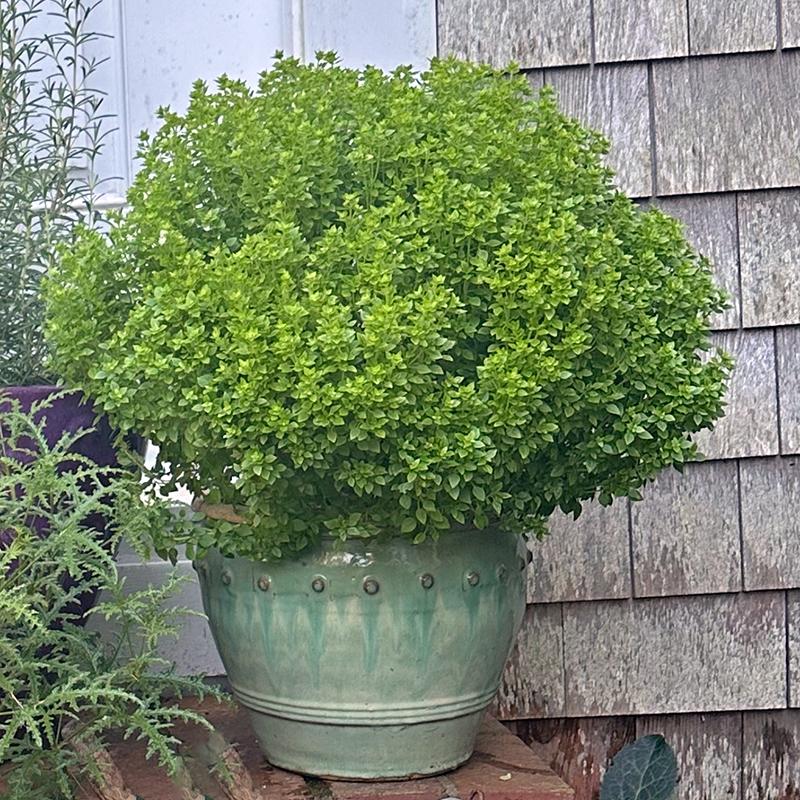 Herb, Ocimum Basilicum, Assorted Basil - View 3 from www redcrocus com