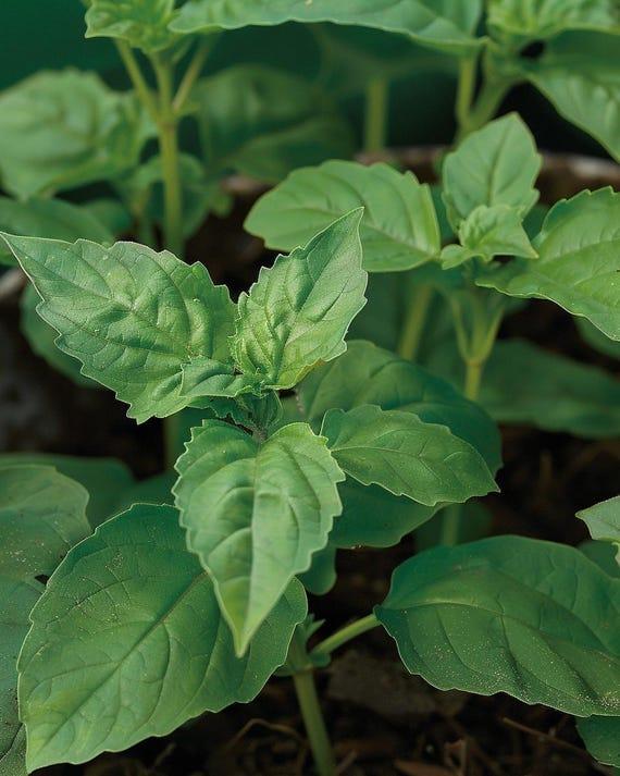Herb, Ocimum Basilicum, Assorted Basil - View 6 from www redcrocus com