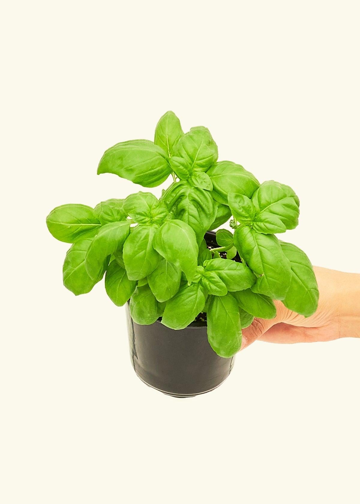 Herb, Ocimum Basilicum, Assorted Basil - View 7 from www redcrocus com