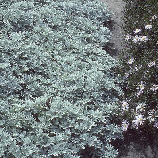 Artemisia Stelleriana 'silver Brocade' - View 11 from www redcrocus com