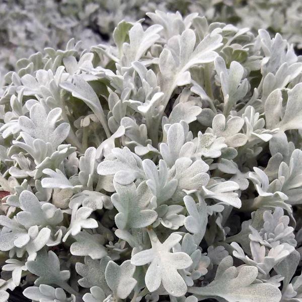 Artemisia Stelleriana 'silver Brocade' - View 12 from www redcrocus com
