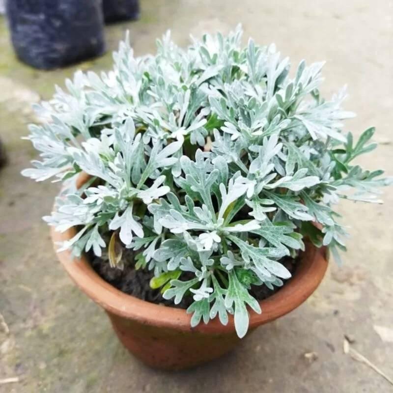 Artemisia Stelleriana 'silver Brocade' - View 14 from www redcrocus com