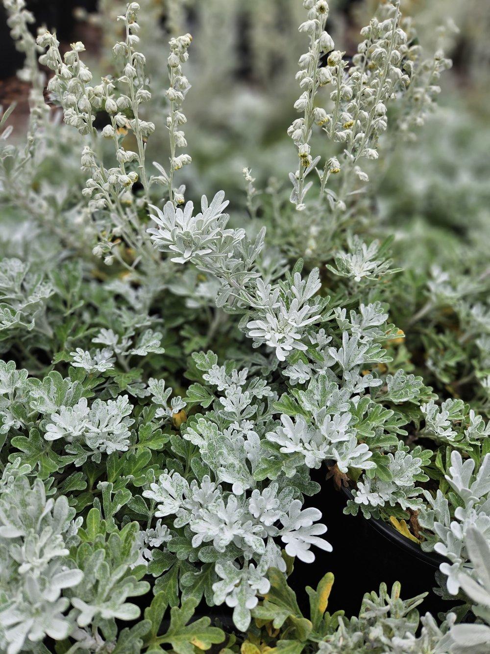 Artemisia Stelleriana 'silver Brocade' - View 15 from www redcrocus com