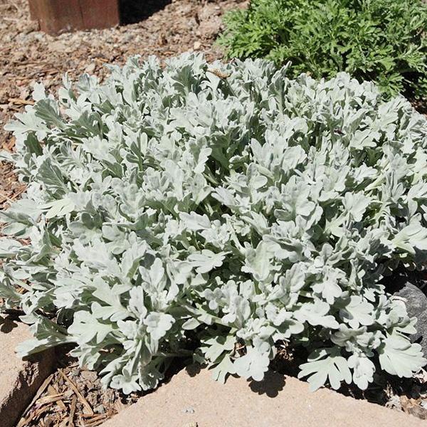 Artemisia Stelleriana 'silver Brocade' - View 16 from www redcrocus com