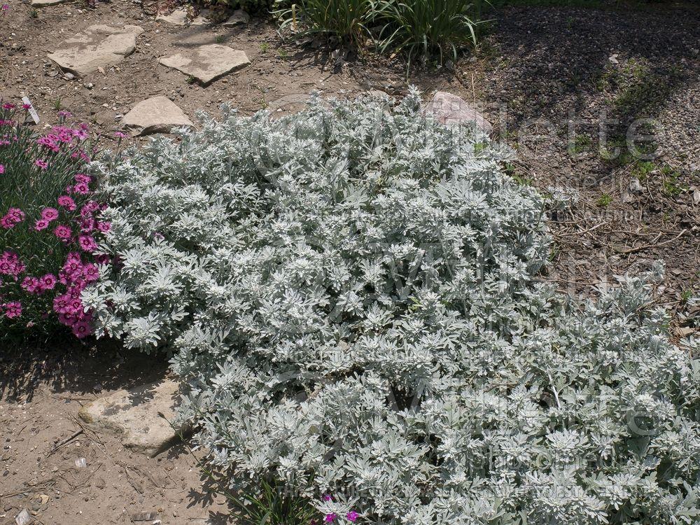 Artemisia Stelleriana 'silver Brocade' - View 18 from www redcrocus com