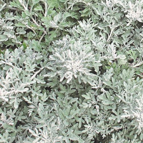Artemisia Stelleriana 'silver Brocade' - View 19 from www redcrocus com