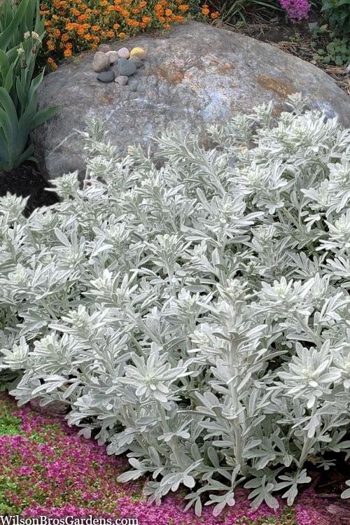 Artemisia Stelleriana 'silver Brocade' - View 1 from www redcrocus com