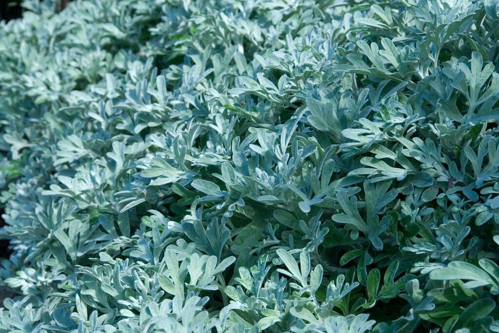 Artemisia Stelleriana 'silver Brocade' - View 20 from www redcrocus com