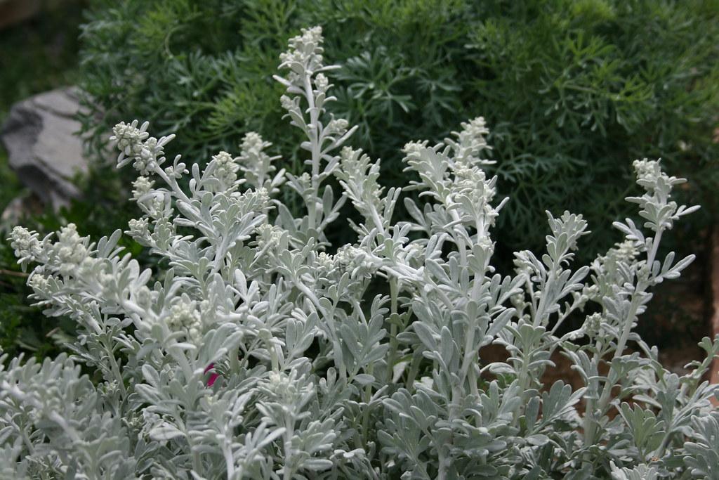 Artemisia Stelleriana 'silver Brocade' - View 21 from www redcrocus com