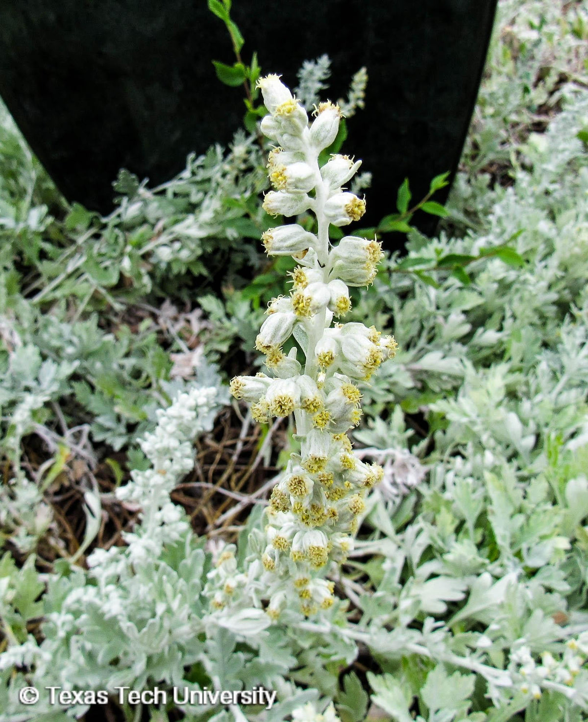 Artemisia Stelleriana 'silver Brocade' - View 24 from www redcrocus com