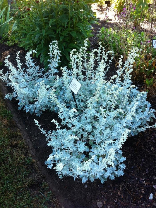 Artemisia Stelleriana 'silver Brocade' - View 27 from www redcrocus com