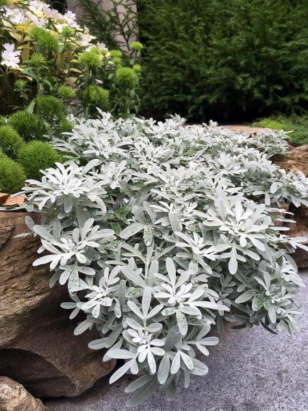 Artemisia Stelleriana 'silver Brocade' - View 29 from www redcrocus com