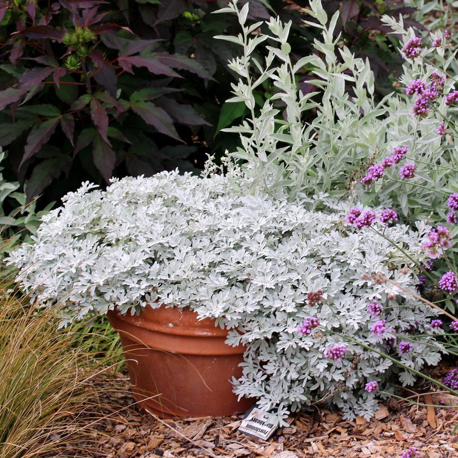 Artemisia Stelleriana 'silver Brocade' - View 2 from www redcrocus com