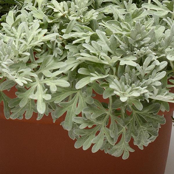Artemisia Stelleriana 'silver Brocade' - View 30 from www redcrocus com