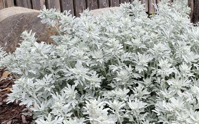 Artemisia Stelleriana 'silver Brocade' - View 31 from www redcrocus com