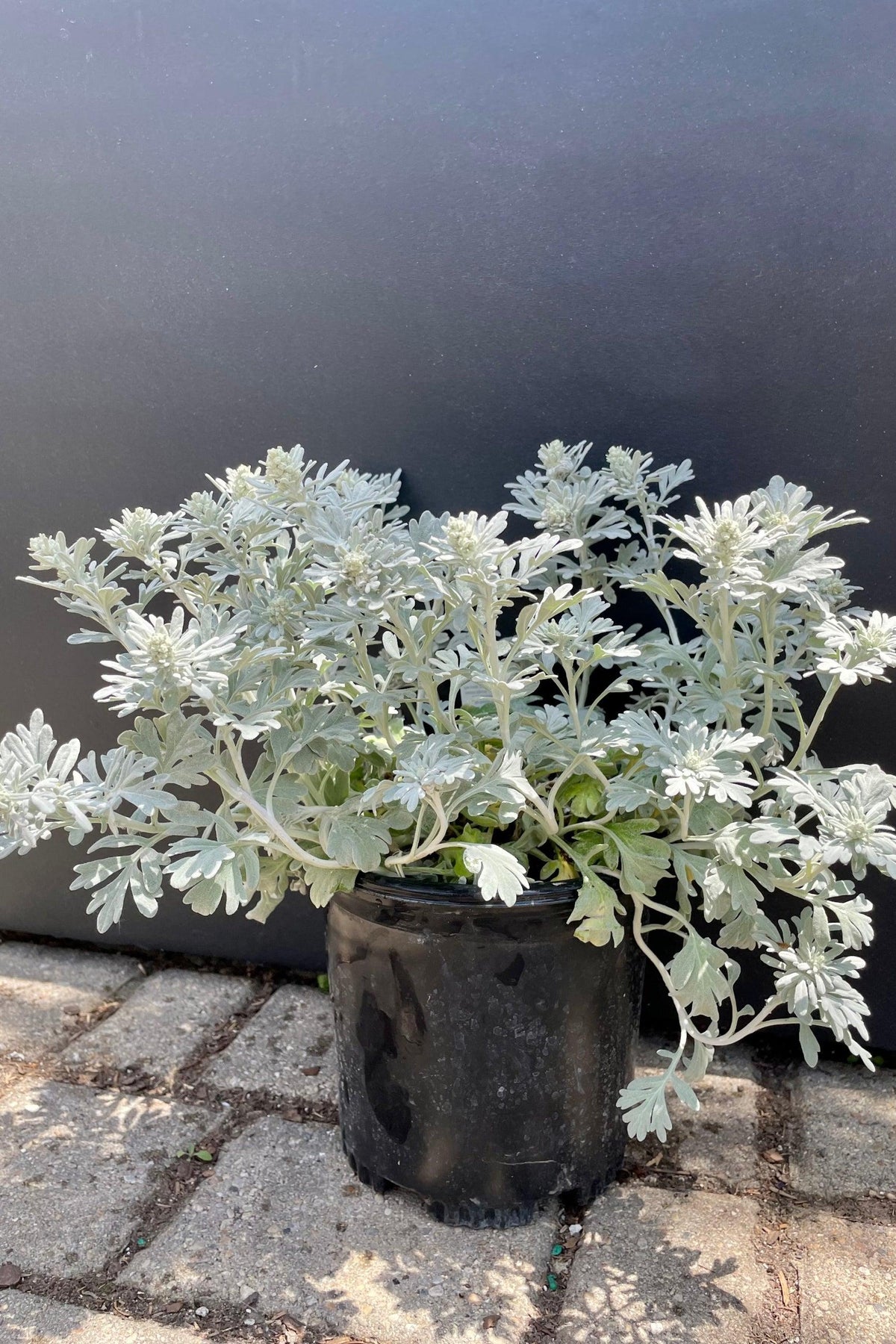 Artemisia Stelleriana 'silver Brocade' - View 33 from www redcrocus com