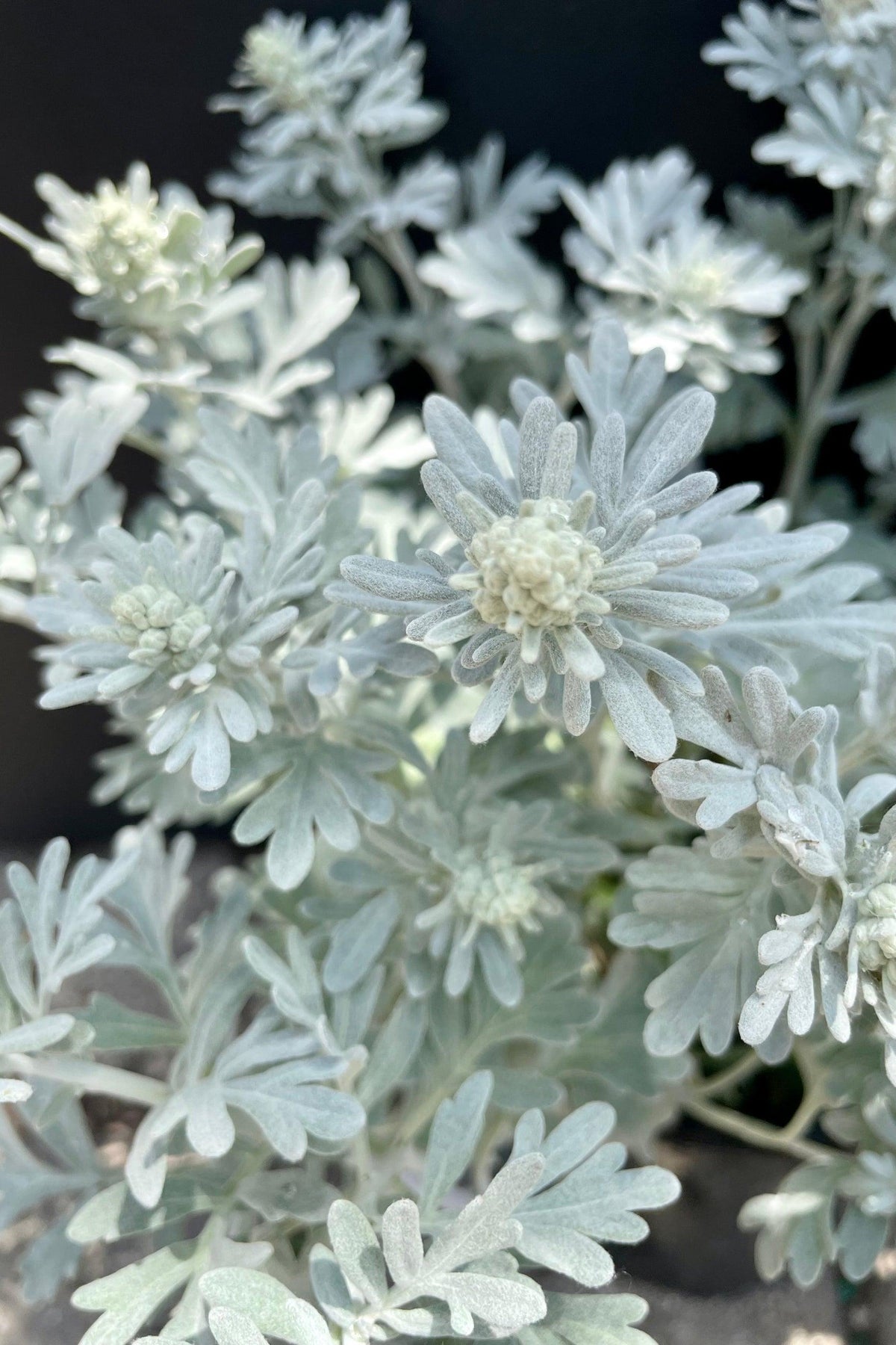 Artemisia Stelleriana 'silver Brocade' - View 34 from www redcrocus com