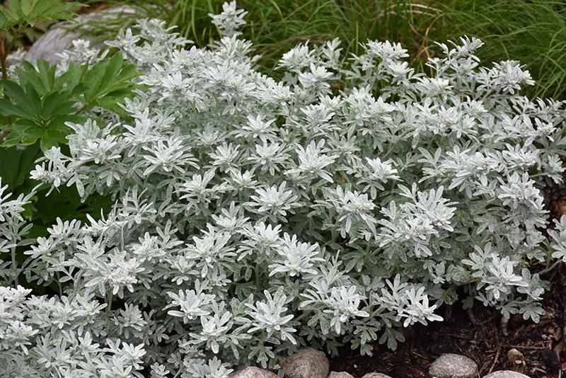 Artemisia Stelleriana 'silver Brocade' - View 4 from www redcrocus com