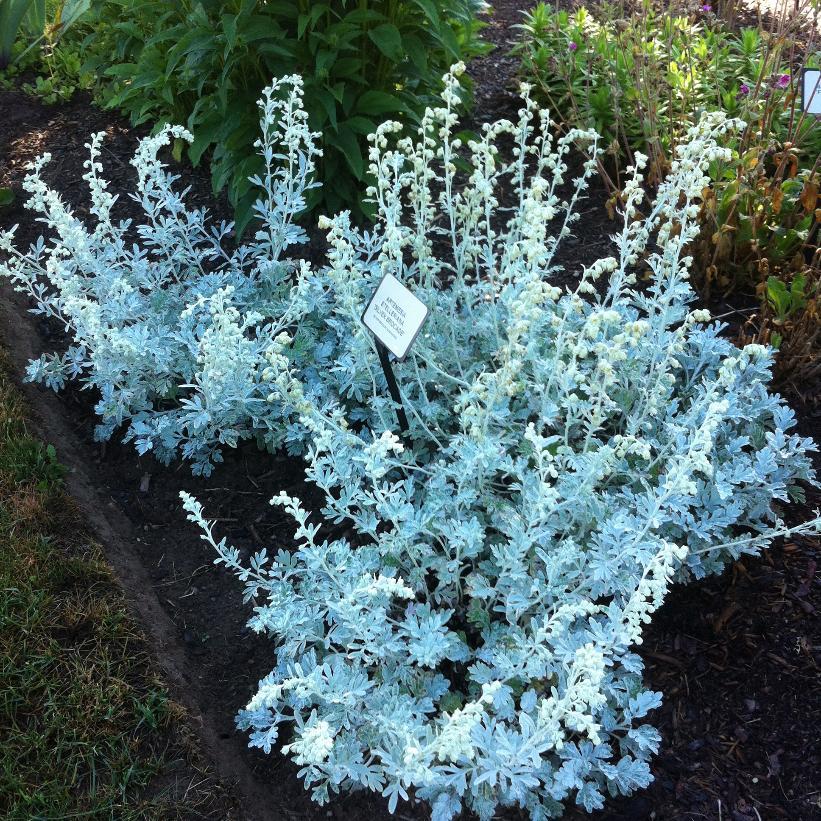 Artemisia Stelleriana 'silver Brocade' - View 6 from www redcrocus com