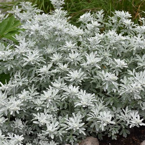 Artemisia Stelleriana 'silver Brocade' - View 7 from www redcrocus com