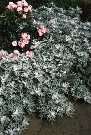 Artemisia Stelleriana 'silver Brocade' - View 8 from www redcrocus com