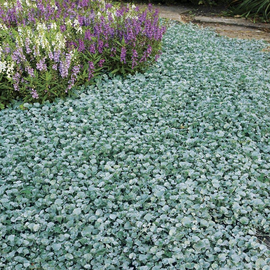 Dichondra 'silver Falls' - View 10 from www redcrocus com