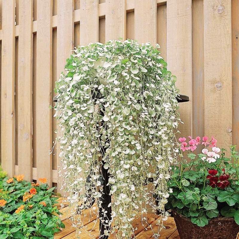 Dichondra 'silver Falls' - View 11 from www redcrocus com