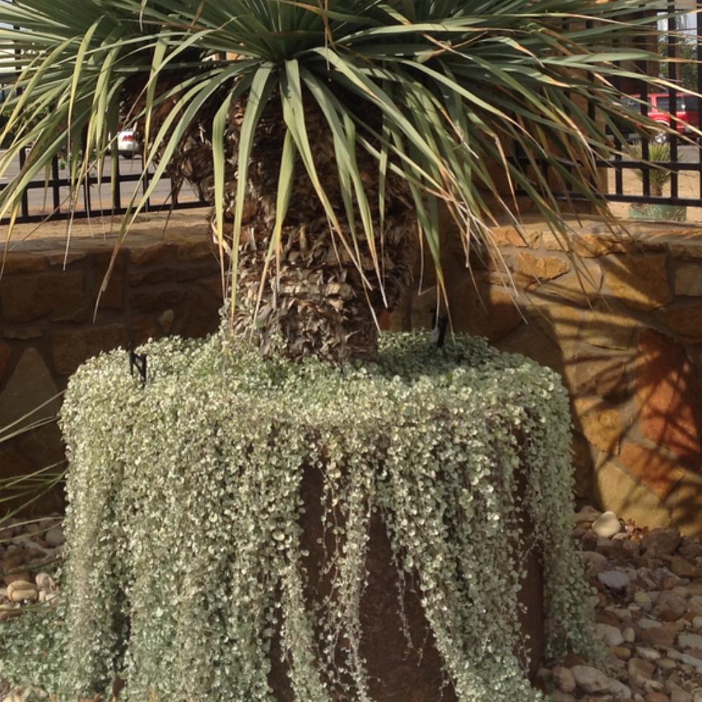 Dichondra 'silver Falls' - View 13 from www redcrocus com
