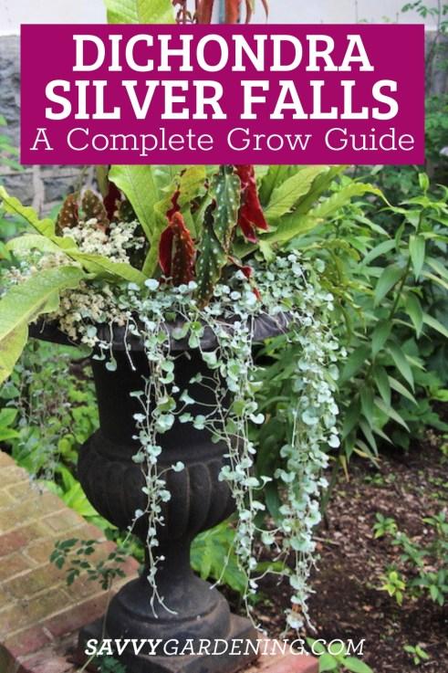 Dichondra 'silver Falls' - View 14 from www redcrocus com