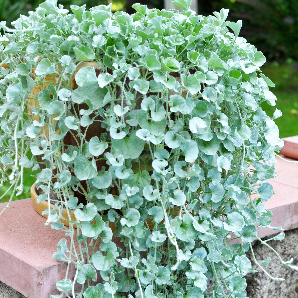 Dichondra 'silver Falls' - View 15 from www redcrocus com