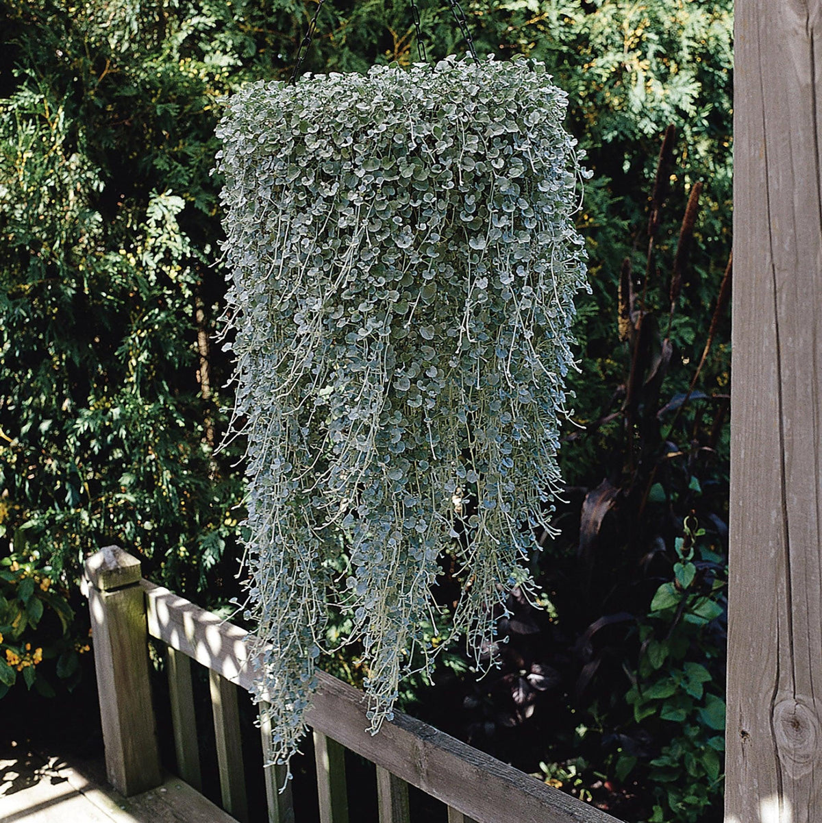 Dichondra 'silver Falls' - View 16 from www redcrocus com