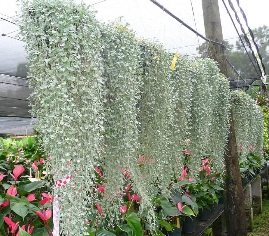 Dichondra 'silver Falls' - View 19 from www redcrocus com
