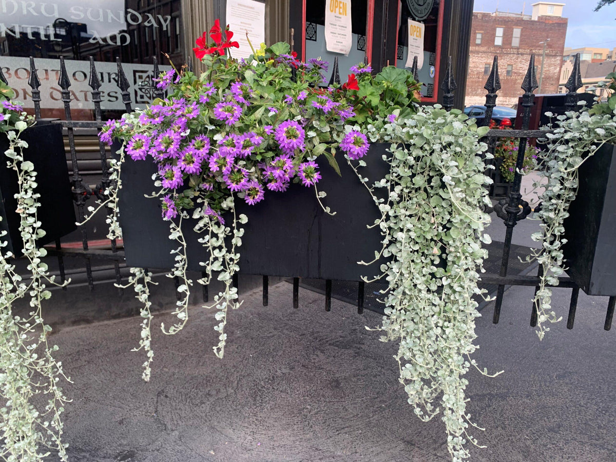 Dichondra 'silver Falls' - View 1 from www redcrocus com