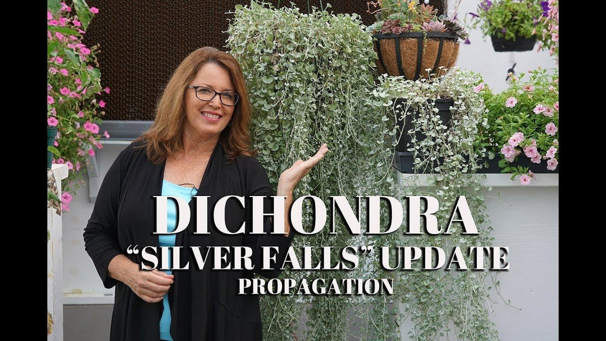 Dichondra 'silver Falls' - View 20 from www redcrocus com