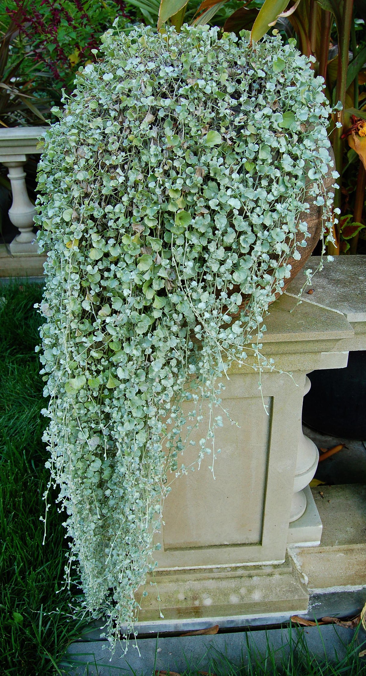Dichondra 'silver Falls' - View 21 from www redcrocus com