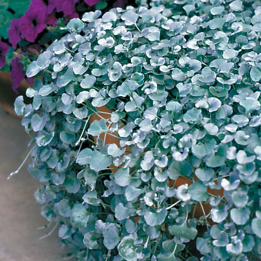Dichondra 'silver Falls' - View 22 from www redcrocus com