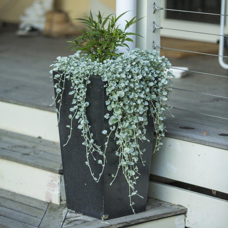 Dichondra 'silver Falls' - View 23 from www redcrocus com