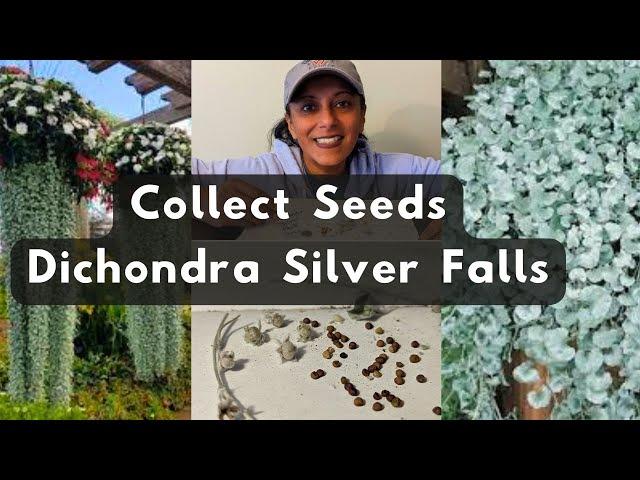 Dichondra 'silver Falls' - View 25 from www redcrocus com