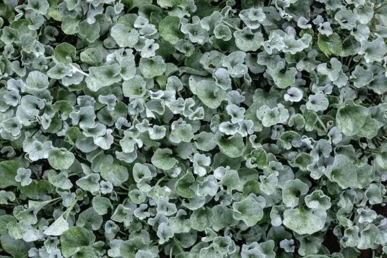 Dichondra 'silver Falls' - View 25 from www redcrocus com
