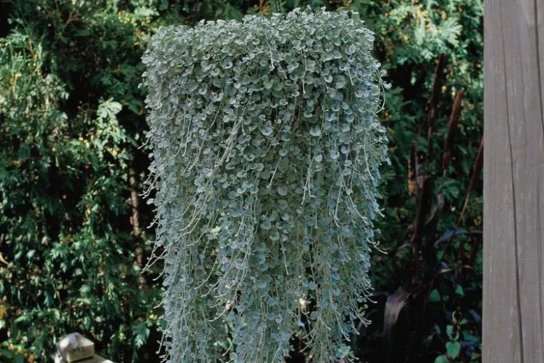 Dichondra 'silver Falls' - View 28 from www redcrocus com