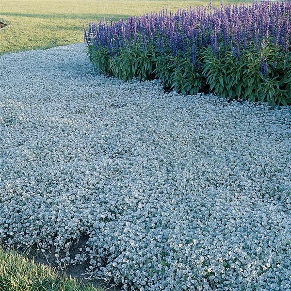 Dichondra 'silver Falls' - View 28 from www redcrocus com