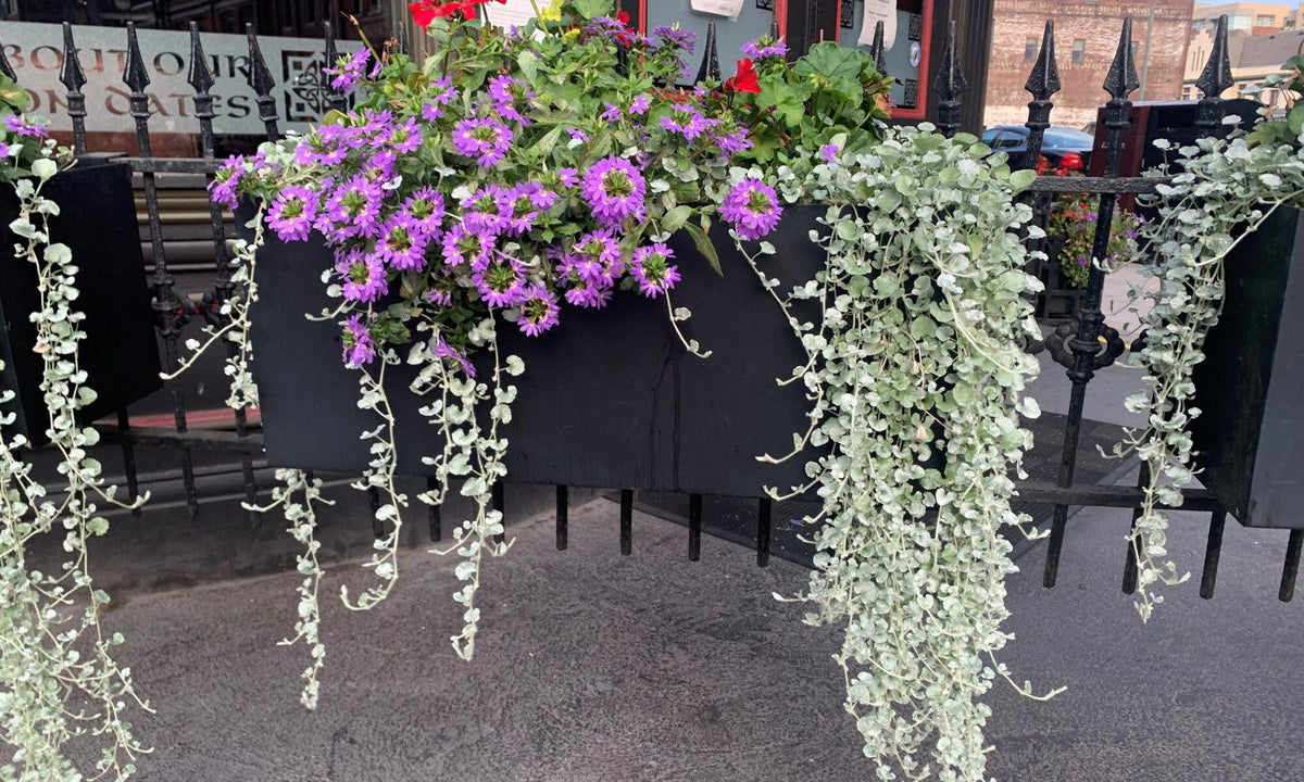 Dichondra 'silver Falls' - View 2 from www redcrocus com