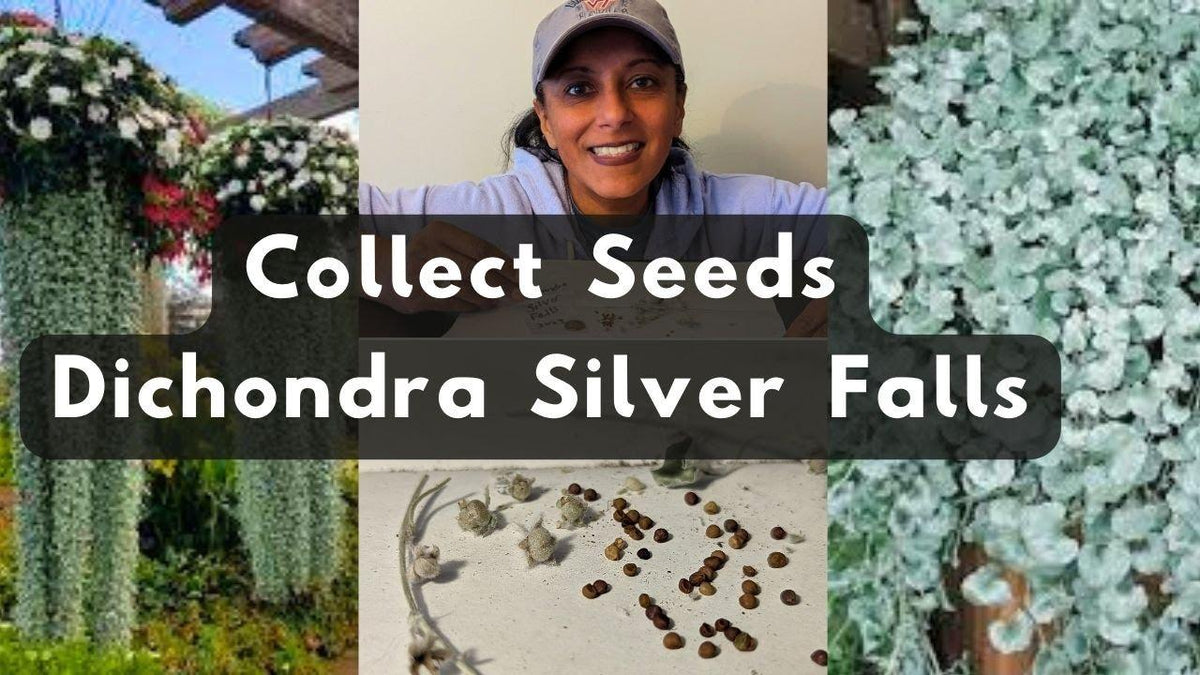 Dichondra 'silver Falls' - View 30 from www redcrocus com