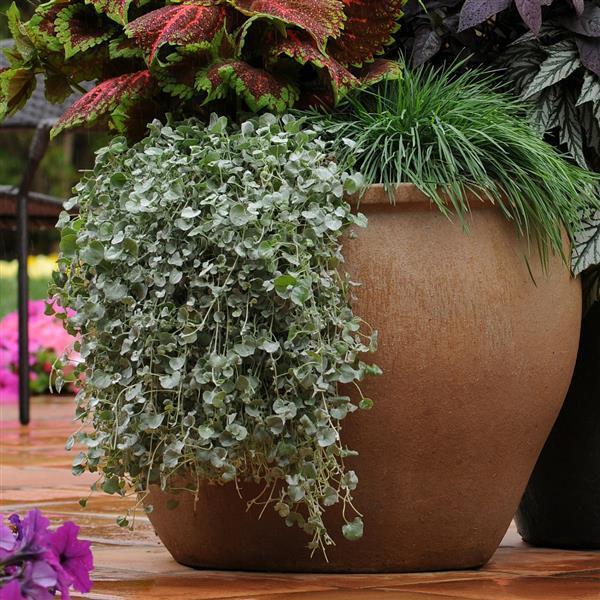 Dichondra 'silver Falls' - View 32 from www redcrocus com