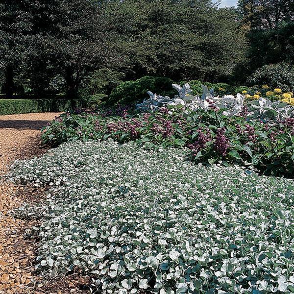 Dichondra 'silver Falls' - View 34 from www redcrocus com