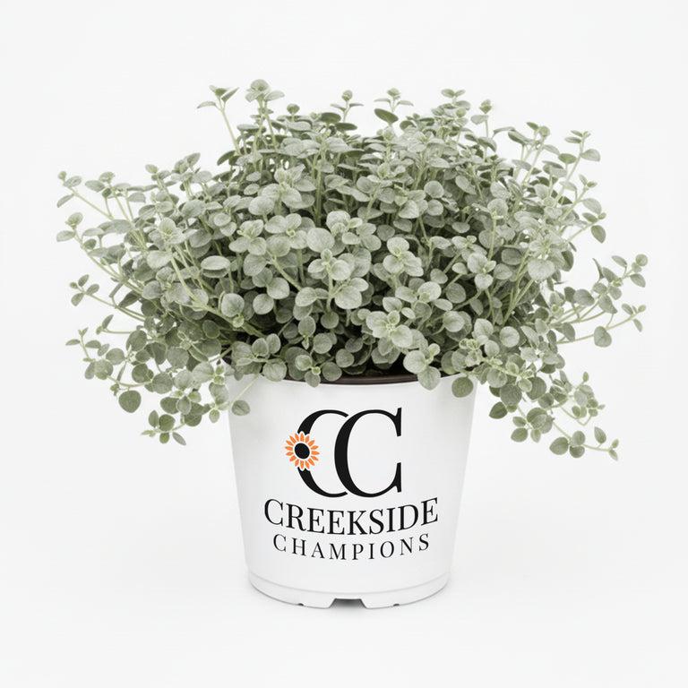 Dichondra 'silver Falls' - View 36 from www redcrocus com
