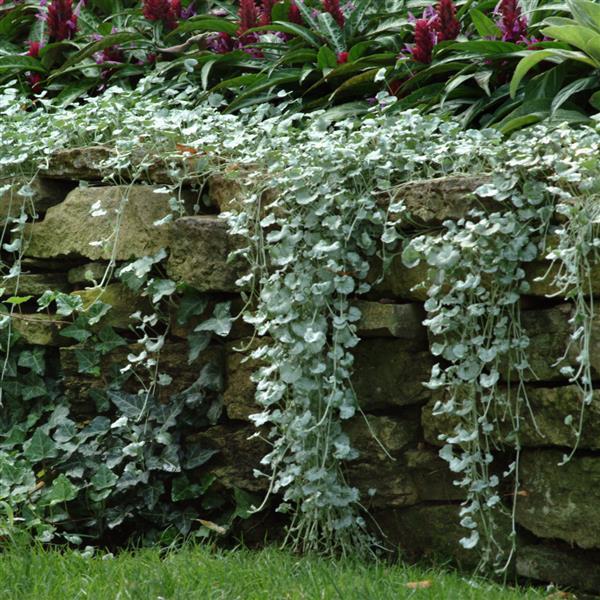 Dichondra 'silver Falls' - View 37 from www redcrocus com