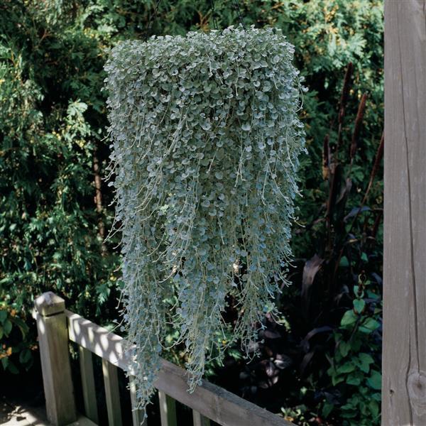 Dichondra 'silver Falls' - View 38 from www redcrocus com