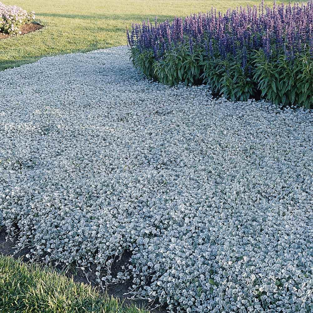Dichondra 'silver Falls' - View 39 from www redcrocus com